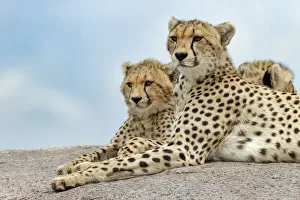 Images Dated 30th August 2020: Female cheetah with five large cubs on kopje, Serengeti National Park, Tanzania, Africa