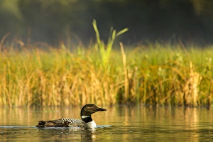 Images Dated 12th June 2012: Female common loon with newborn chick on Beaver Lake near Whitefish, Montana, USA