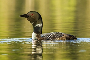 Whitefish Prints: Female common loon with newborn chick on Beaver Lake near Whitefish, Montana, USA