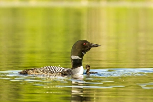 Images Dated 12th June 2012: Female common loon with newborn chick on Beaver Lake near Whitefish, Montana, USA