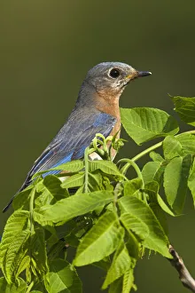 Fledgling Prints: Female Eastern Bluebird with prey, Sialia sialis, Kentucky