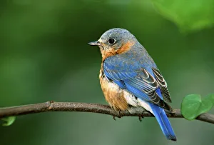 Blue Bird Prints: Female Eastern Bluebird, Sialia sialis