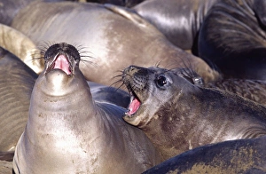 Images Dated 27th August 2012: Female Elephant Seals, Mirounga angustirostris, Piedras Blancas, Central California