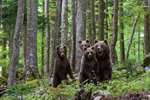 Ursus Arcto Prints: A female European brown bear, Ursus arctos, and her three cubs. Notranjska, Slovenia