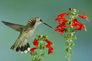 Humming Bird Prints: Female feeding on Sage, Paradise, Chiricahua Mountains, Arizona, USA