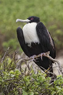 South America Prints: Female Great frigatebird, Genovesa Island, Ecuador