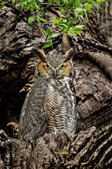 Camouflage Prints: Female great horned owl roosting outside nesting cavity, Kentucky