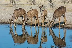 Herbivorous Prints: Female greater kudu, Tragelaphus strepsiceros, drinking at waterhole. Kalahari, Botswana