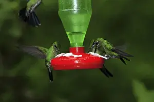 Humming Bird Prints: Female Green-crowned brillants at feeder (Heliodoxa jacula) Monteverde Cloud forest