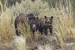 Lamar Valley Prints: Female Grizzly bear (Brown Bear) with cub, Lamar Valley, Yellowstone National Park