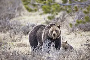 Images Dated 5th June 2010: Female Grizzly bear and cub, Yellowstone National Park, Wyoming