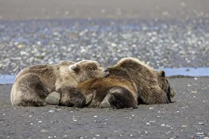 Female grizzly bear with second year cub sleeping on her back, Lake Clark National Park and Preserve, Alaska
