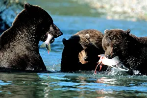 Fish Prints: Female Grizzly and Cubs Sharing Salmon in Water, U. S. A, Alaska, Katmai Peninsula