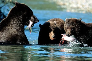 Bear Gallery: Female Grizzly and Cubs Sharing Salmon in Water, U.S.A, Alaska, Katmai Peninsula