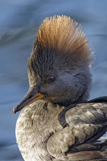 Female Hooded merganser
