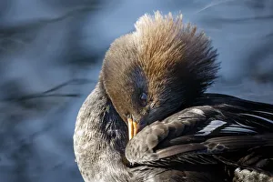 Images Dated 7th September 2020: Female Hooded merganser