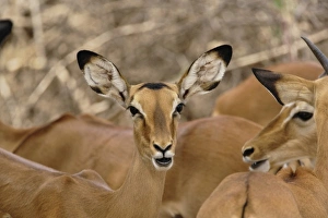 Female Impala, Aepyceros melampus, Samburu Game Reserve, Kenya