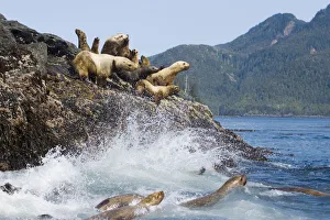 Haida Gwaii Prints: Female and juvenile steller sea lions on rookery