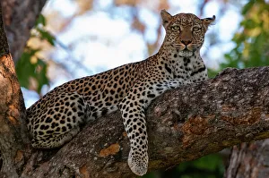 Leopard Prints: A female leopard, Panthera pardus