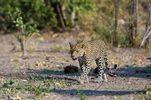 Leopard Prints: A female leopard, Panthera pardus