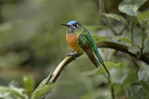 South America Prints: Female Long-tailed sylph, Ecuador