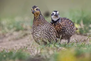 Companion Prints: Female and male Bobwhite, Rio Grande Valley, Texas