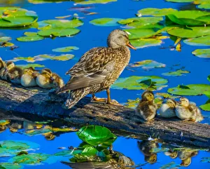 Images Dated 25th March 2019: Female mallard duck and baby ducks, Juanita Bay Park, Kirkland, Washington State