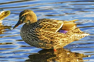 William Perry Prints: Female mallard duck, Juanita Bay Park, Kirkland Washington State