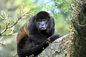Images Dated 17th November 2010: A female Mantled Howler Monkey (Alouatta palliata) sits in a tree Lomas de Barbudal