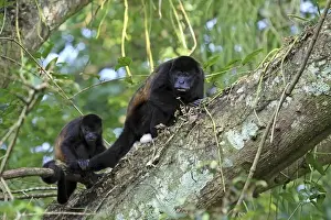 Costa Rica Prints: A female Mantled Howler Monkey (Alouatta palliata) in a tree with her young, Lomas
