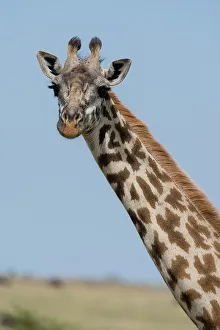 Herbivorous Prints: A female Masai giraffe, Giraffa camelopardalis Tippelskirchi