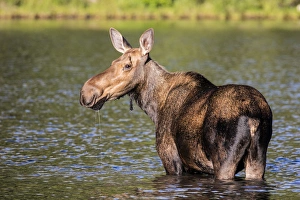 Female moose feeding in Glacier National Park, Montana, USA