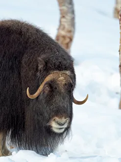 Artiodactyla Prints: Female muskox in deep snow during winter. Scandinavia, Norway, Bardu, Polar Park
