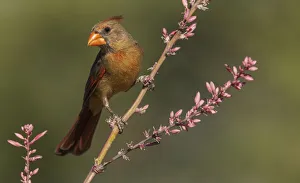 Images Dated 19th October 2021: Female northern cardinal