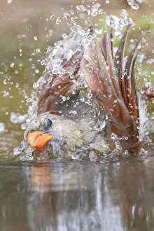 Images Dated 4th April 2022: Female northern cardinal bathing. Rio Grande Valley, Texas