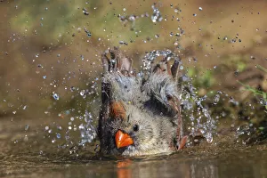 Bathing Prints: Female northern cardinal bathing and reflection on small pond. Rio Grande Valley, Texas