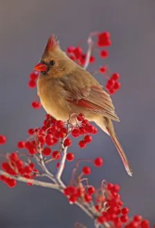 Song Bird Prints: Female Northern Cardinal among hawthorn berries, Cardinalis