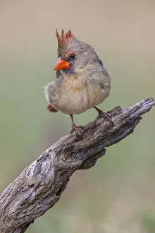 Bathing Prints: Female Northern Cardinal. Rio Grande Valley, Texas