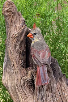 Images Dated 19th June 2022: Female Northern Cardinal, Rio Grande Valley, Texas