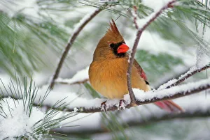 Snowy Prints: Female Northern Cardinal in snowy pine tree, Cardinalis cardinalis