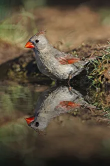 Female northern cardinal standing on edge of small pond with reflection. Rio Grande Valley, Texas