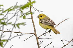 Migrating Prints: Female Northern oriole, Icterus galbula, Baltimore oriole, South Padre Island, Texas