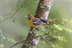 Migrating Prints: Female Orchard oriole, South Padre Island, Texas