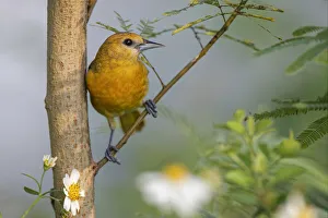 Female Orchard oriole, South Padre Island, Texas