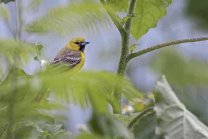 Female Orchard oriole, South Padre Island, Texas