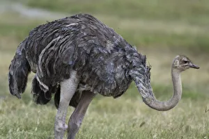 Images Dated 20th July 2015: Female ostrich (Struthio camelus), Lake Nakuru National Park, Kenya
