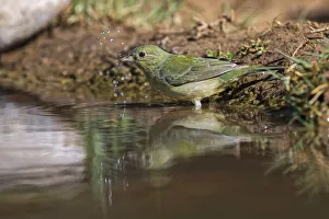 Bathing Prints: Female Painted bunting bathing. Rio Grande Valley, Texas