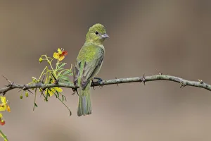 Rio Grande Valley Prints: Female Painted bunting. Rio Grande Valley, Texas