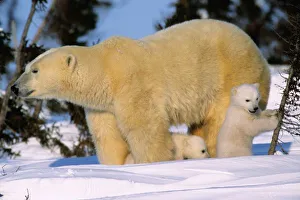Churchill Prints: Female Polar Bear