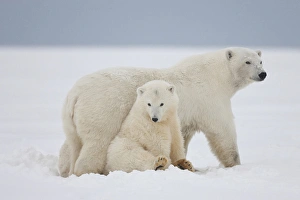 Anwr Prints: A female polar bear and her two cubs sit together on the ice